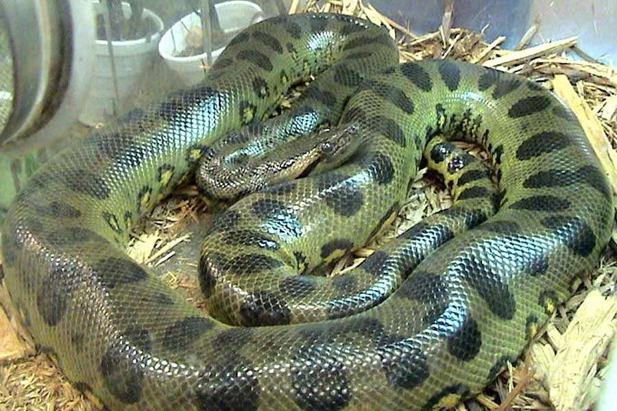 আলিপুর চিড়িয়াখানায় আসছে সবুজ অ্যানাকোন্ডা