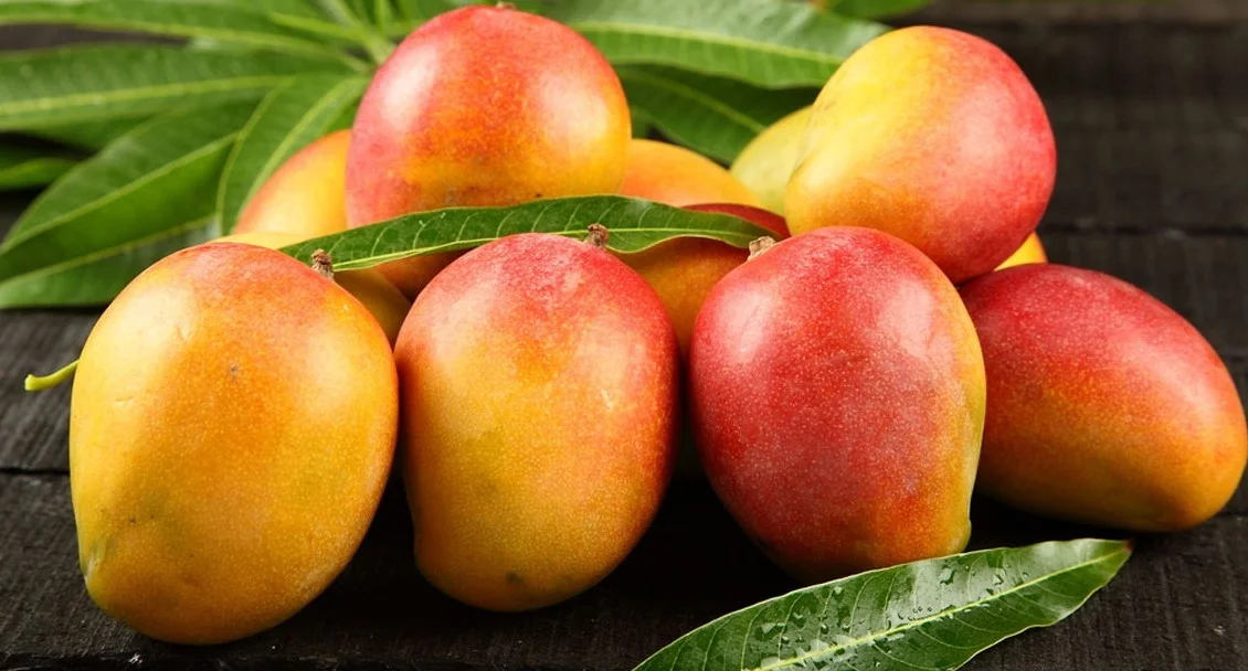 মুর্শিদাবাদে কোহিতুর, নবাবপাসন্দ, রানিপাসন্দ আমে মাতবে ১ মাসব্যাপী আম উৎসব