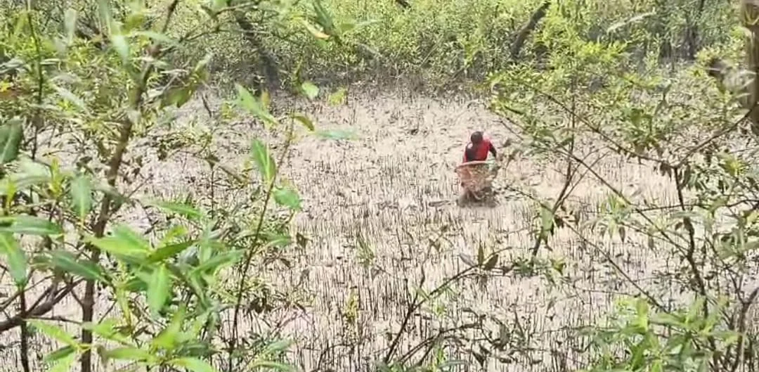পাথরপ্রতিমায় বৃষ্টির মধ্যেই নদীর চরে ম্যানগ্রোভ রোপন