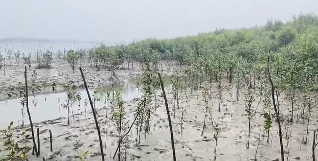 পাথরপ্রতিমায় বৃষ্টির মধ্যেই নদীর চরে ম্যানগ্রোভ রোপন