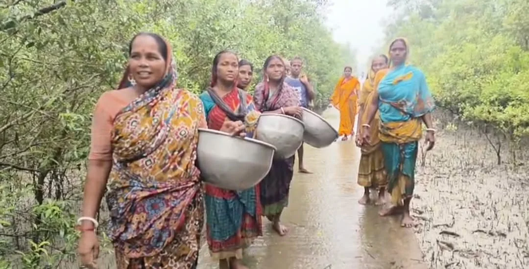পাথরপ্রতিমায় বৃষ্টির মধ্যেই নদীর চরে ম্যানগ্রোভ রোপন