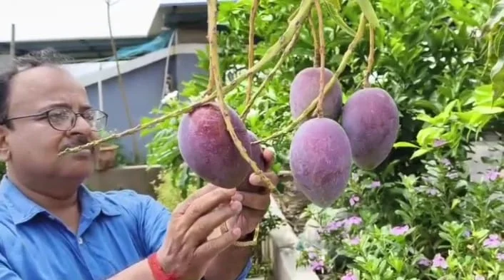 দাম ছয় হাজার টাকা কেজি! দুর্মূল্য মিয়াজাকি আম ফলিয়ে সবাইকে চমকে দিয়েছেন ঝন্টু সরকার