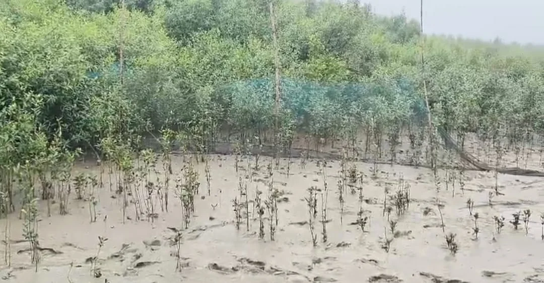 সুন্দরবনের গ্রামে বাঘ ঢোকা আটকাতে নতুন করে জাল টাঙানোর কাজ শুরু হচ্ছে