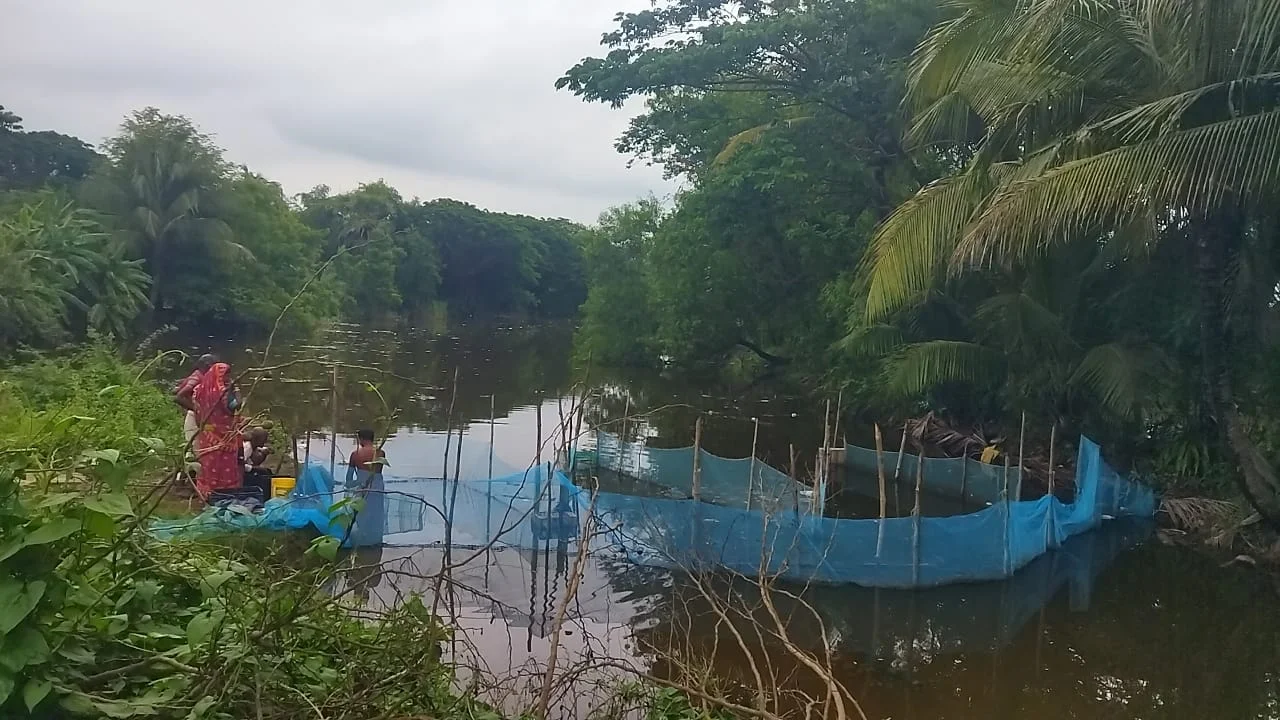 সুন্দরবনের গ্রামে বাঘ ঢোকা আটকাতে নতুন করে জাল টাঙানোর কাজ শুরু হচ্ছে