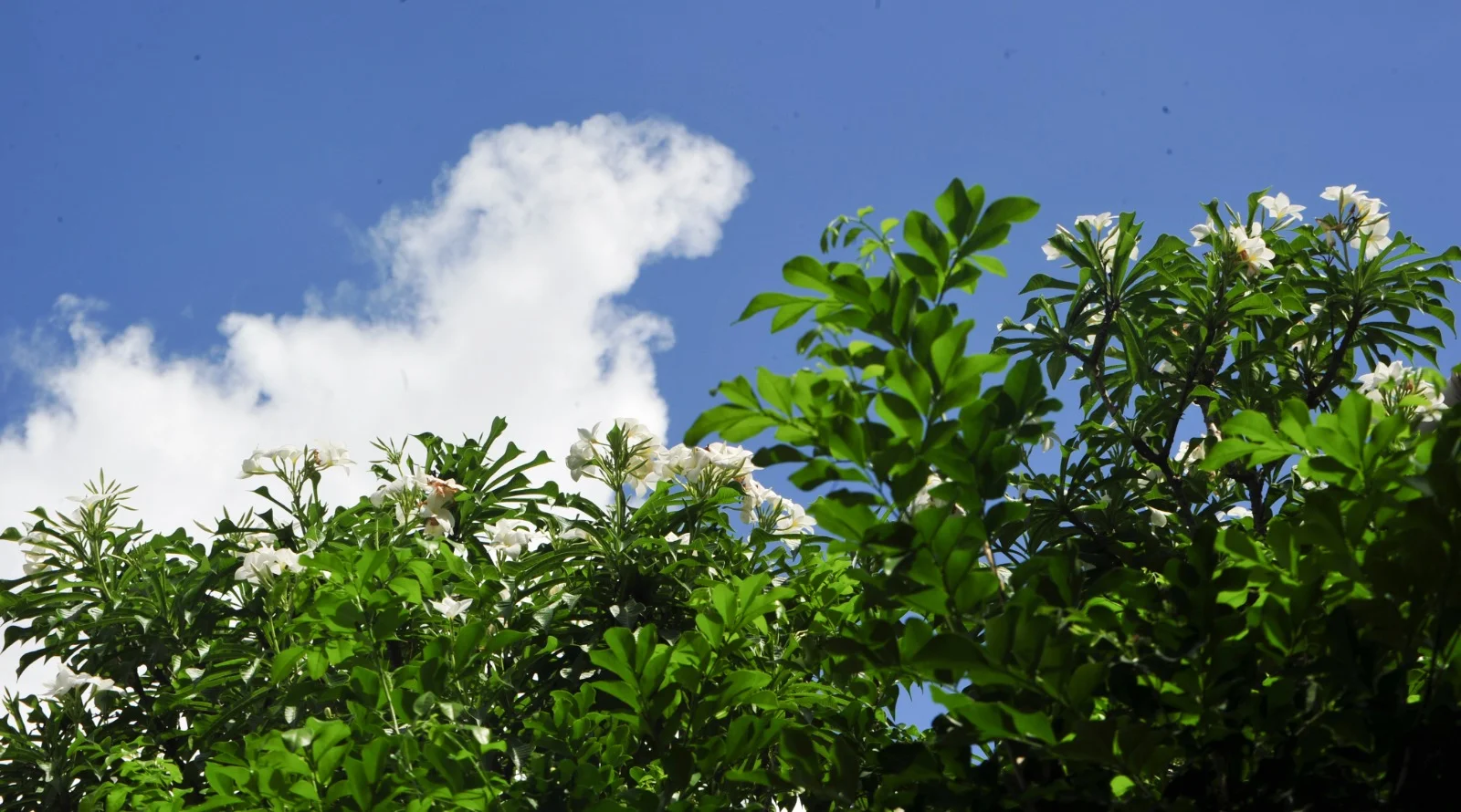 নীল আকাশে কে ভাসালে সাদা মেঘের ভেলা রে.......