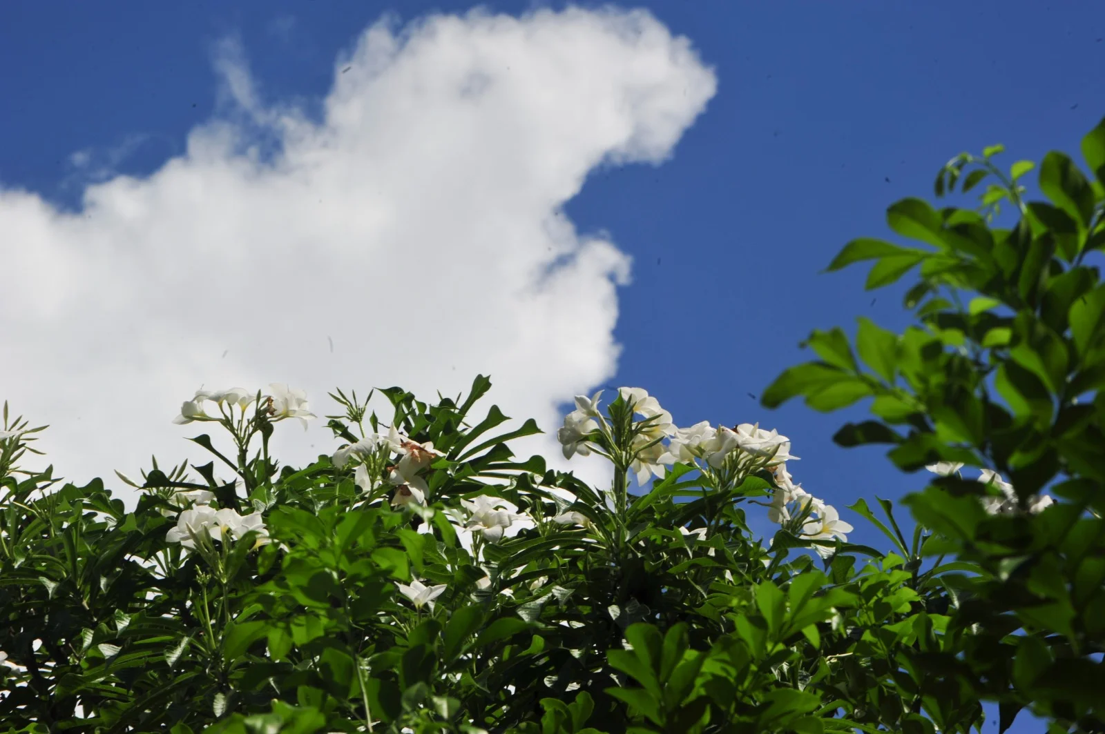 নীল আকাশে কে ভাসালে সাদা মেঘের ভেলা রে.......