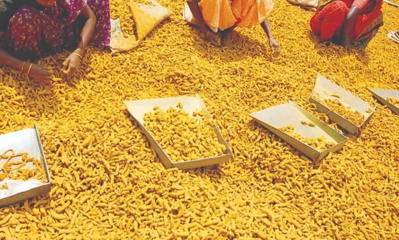 হলুদের জিআই ট্যাগ পেতে গবেষণা