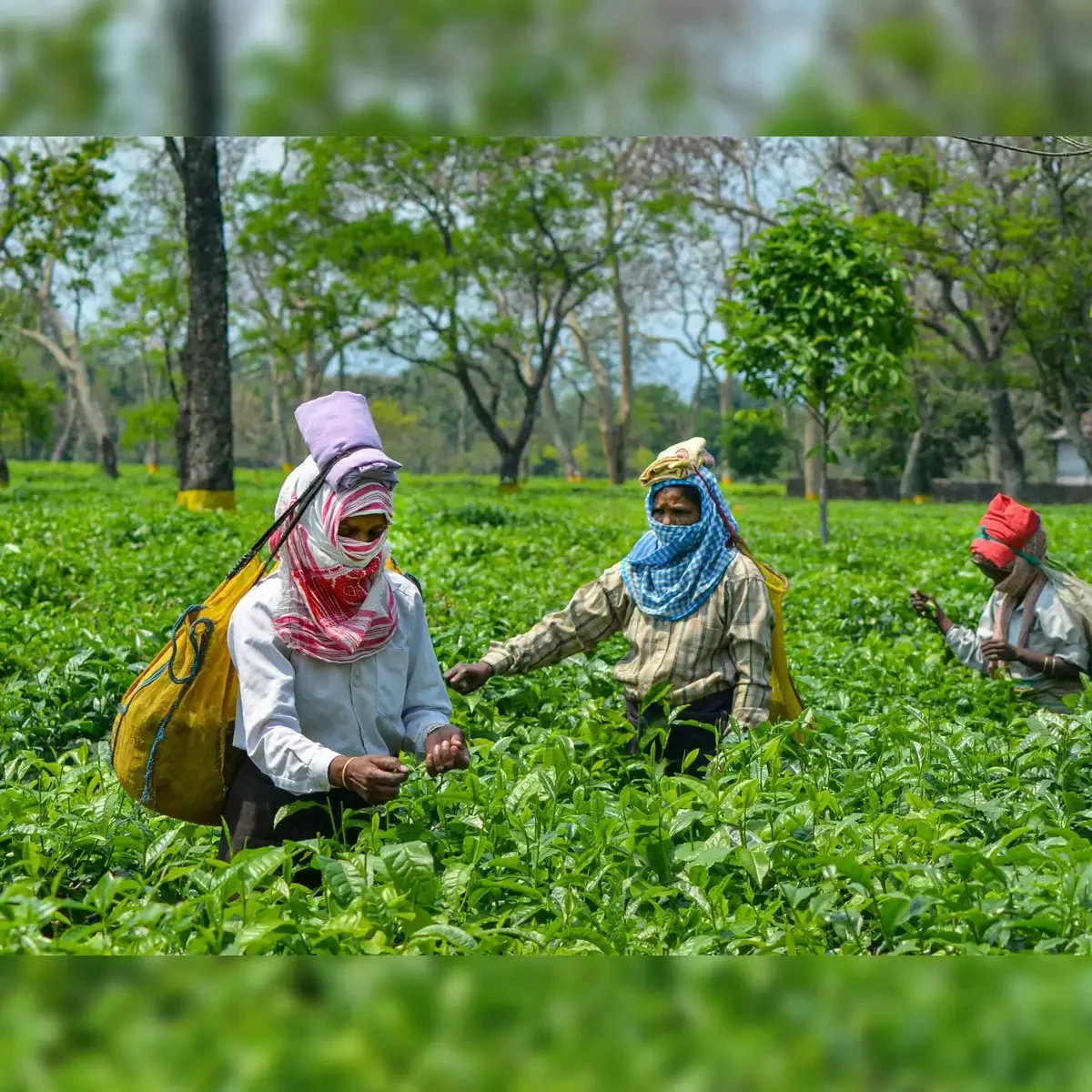 খুলল ১৫টি বন্ধ চা বাগান, উপকৃত প্রায় ১৫ হাজার শ্রমিক