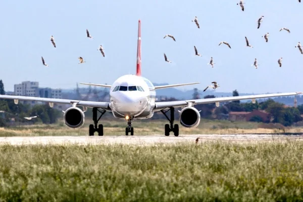বিমানবন্দরের আকাশে পাখির আনাগোনা রুখতে বিশেষ উদ্যোগ