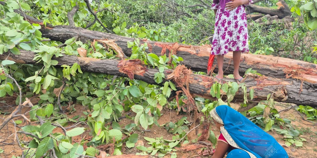 আদানিদের বিদ্যুৎ কেন্দ্রের কয়লার জন্য ছত্তিশগড়ে ৫০০০ গাছ কেটে জঙ্গল সাফ
