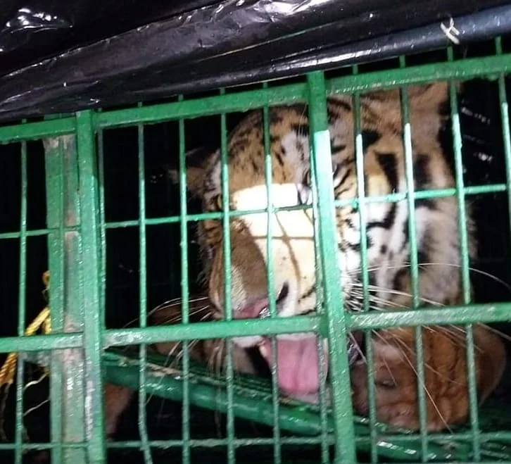 অবশেষে কুলতলিতে খাঁচা বন্দি সুন্দরবনের বাঘ