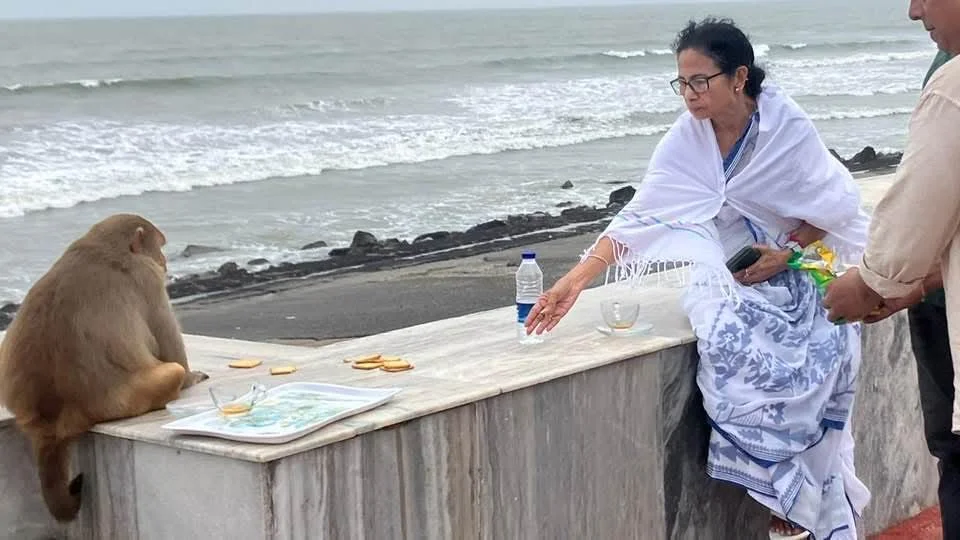 সমুদ্র সৈকতে বাঁদরকে চা-বিস্কুট খাওয়াচ্ছেন মুখ্যমন্ত্রী