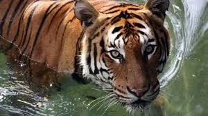 সুন্দরবনের মৈপীঠে ফের বাঘের আতঙ্ক