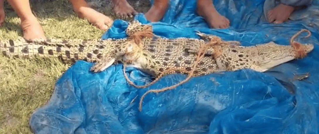 পাথরপ্রতিমার পর এবার কুলতলির পুকুরে কুমির