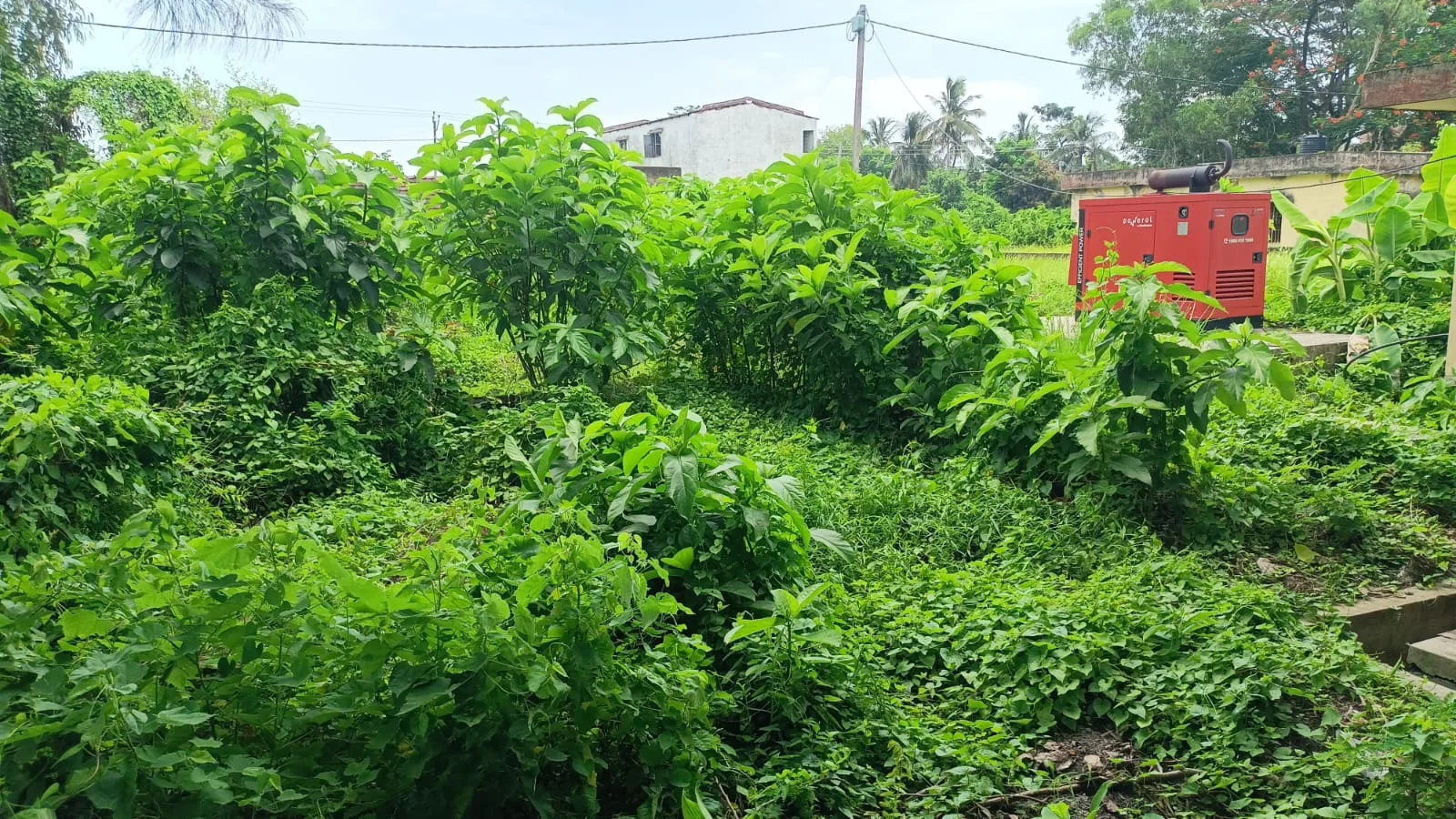 আগাছায় পরিপূর্ণ সুন্দরবনের প্রাথমিক স্বাস্থ্যকেন্দ্র, চিকিৎসার জন্য যেতে ভয় পাচ্ছেন স্থানীয়রা