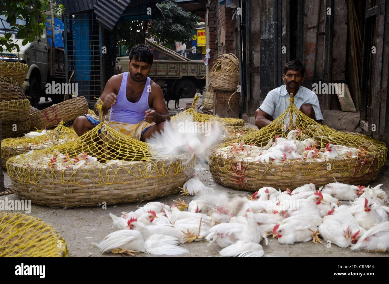 মুরগির মাংসের দাম নিম্নমুখী, চিন্তার ভাঁজ ব্যবসায়ীদের