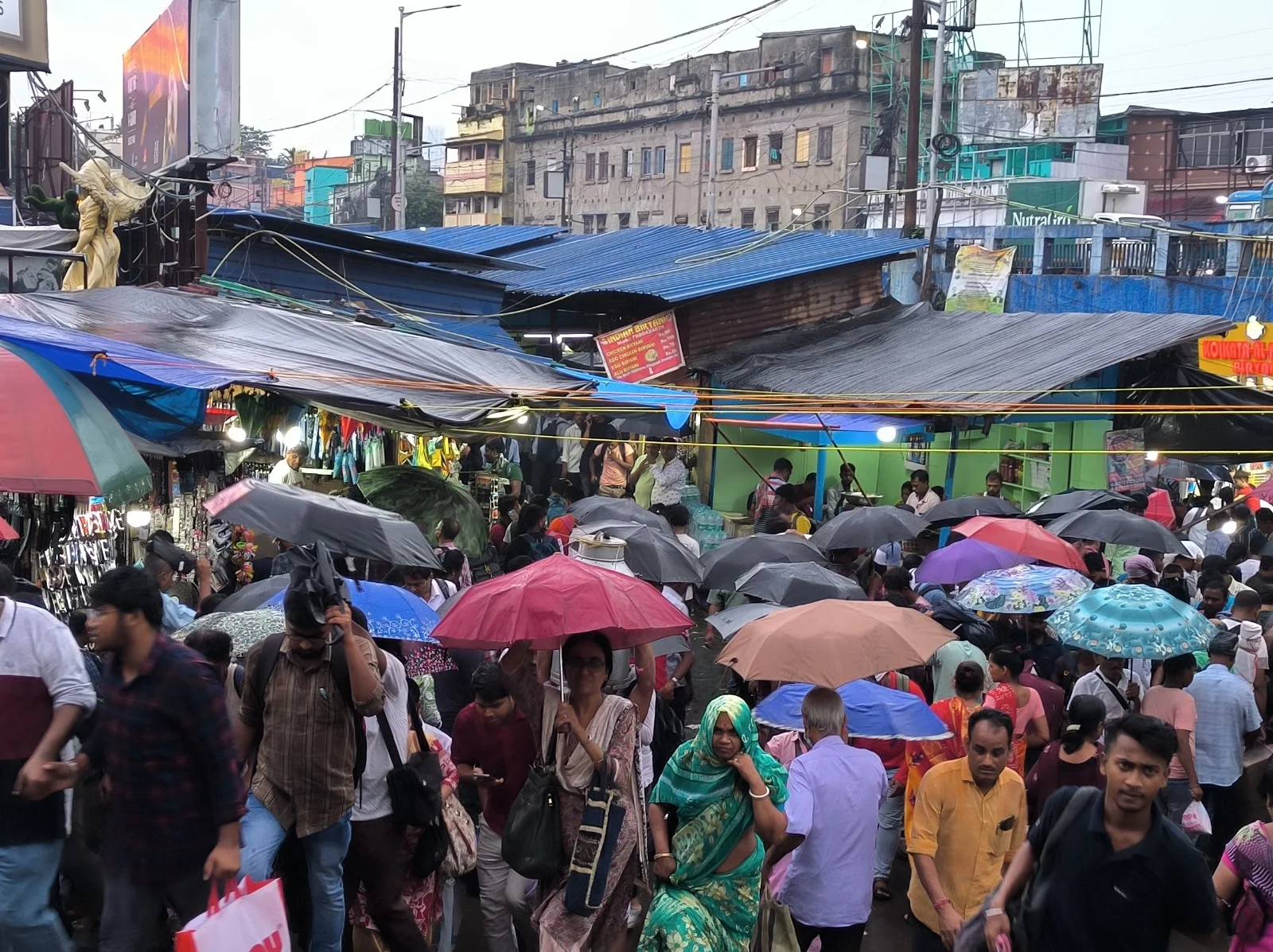 ছাতার মতন বড় পাতাটির নীচে বসে আছে ভোরের দোয়েল পাখি