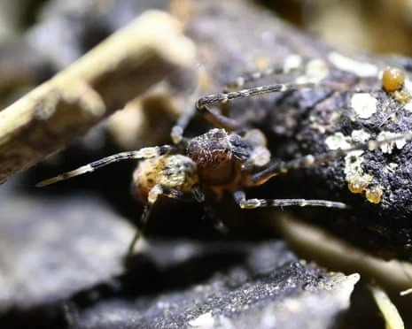 ১৫০ মিলিয়ন বছর টিকে থাকা অ্যাসাসিন স্পাইডার এখন বিপন্ন