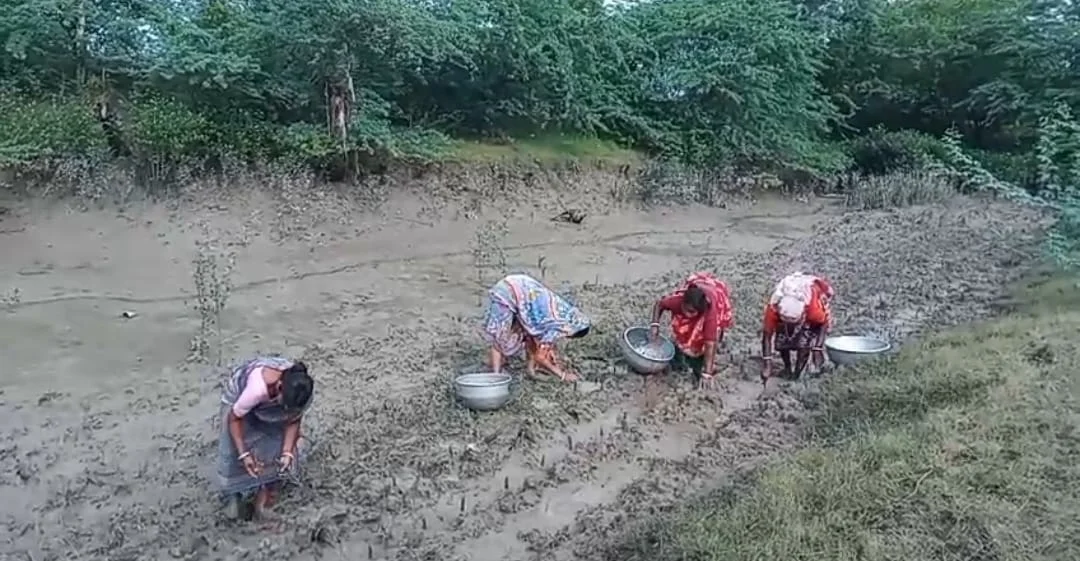 জাতীয় ম্যানগ্রোভ দিবসে সুন্দরবনে সচেতনতা বার্তা দেওয়া হল ম্যানগ্রোভ বসিয়ে