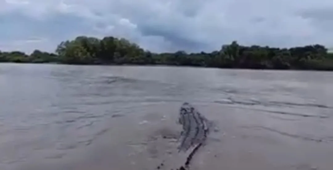 পাথরপ্রতিমার নদীতে ভেসে ওঠা বিশালাকার কুমির দেখে আতঙ্কিত স্থানীয়রা