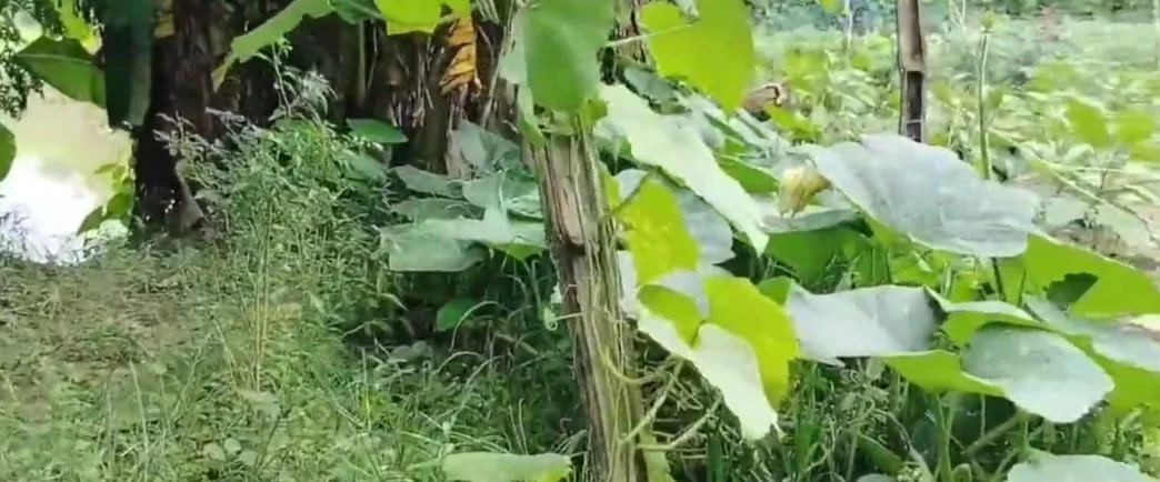 আধুনিক কৃষি প্রযুক্তি ও সঠিক পরিকল্পনায় আজ উপকৃত সুন্দরবনের কৃষকরা