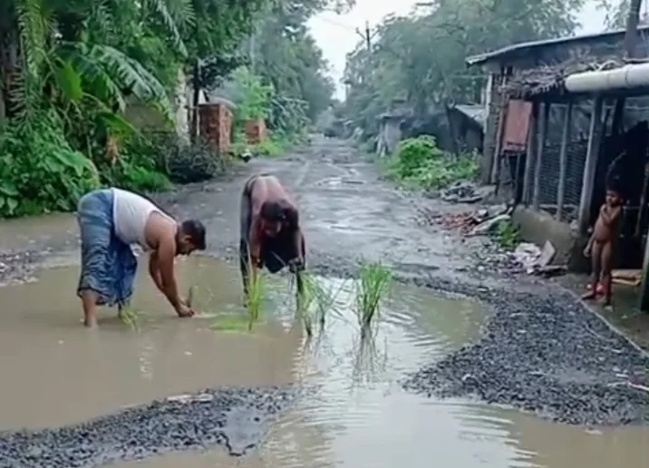 ক্যানিংয়ে রাস্তায় বৃষ্টির জমা জলে ধান চারা রোপণ