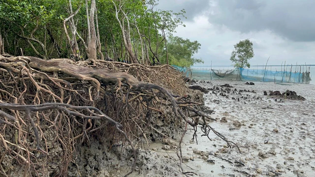 'বিপন্ন সুন্দরবনের ঐতিহ্য' হারিয়ে যাচ্ছে বনবিবি পালা ও ম্যানগ্রোভ বন