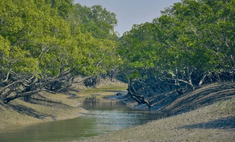 বিশ্ব ম্যানগ্রোভ দিবসে সুন্দরবনের নিঃশব্দ সৈনিকদের কুর্নিশ