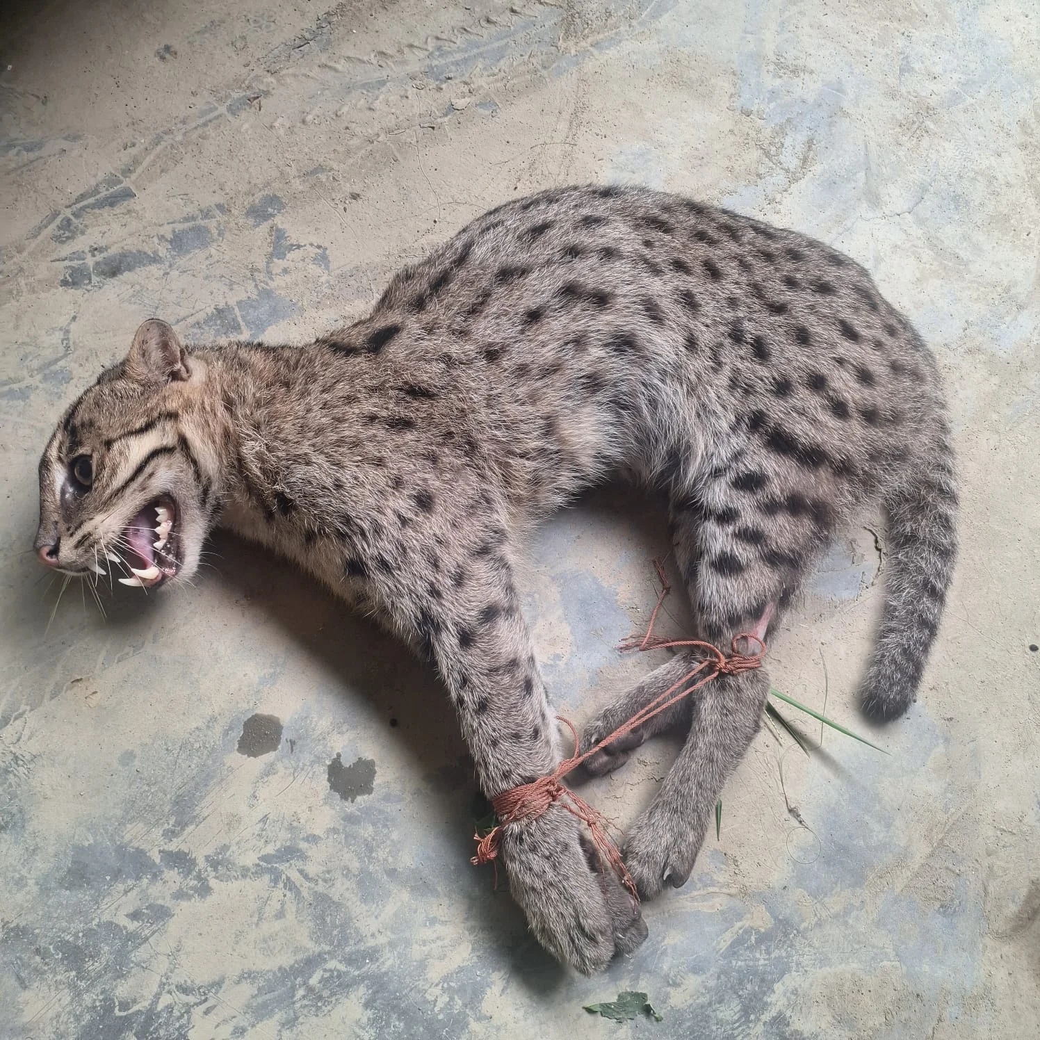 পাথরপ্রতিমায় চিতাবাঘের আতঙ্কে আতঙ্কিত এলাকার মানুষ