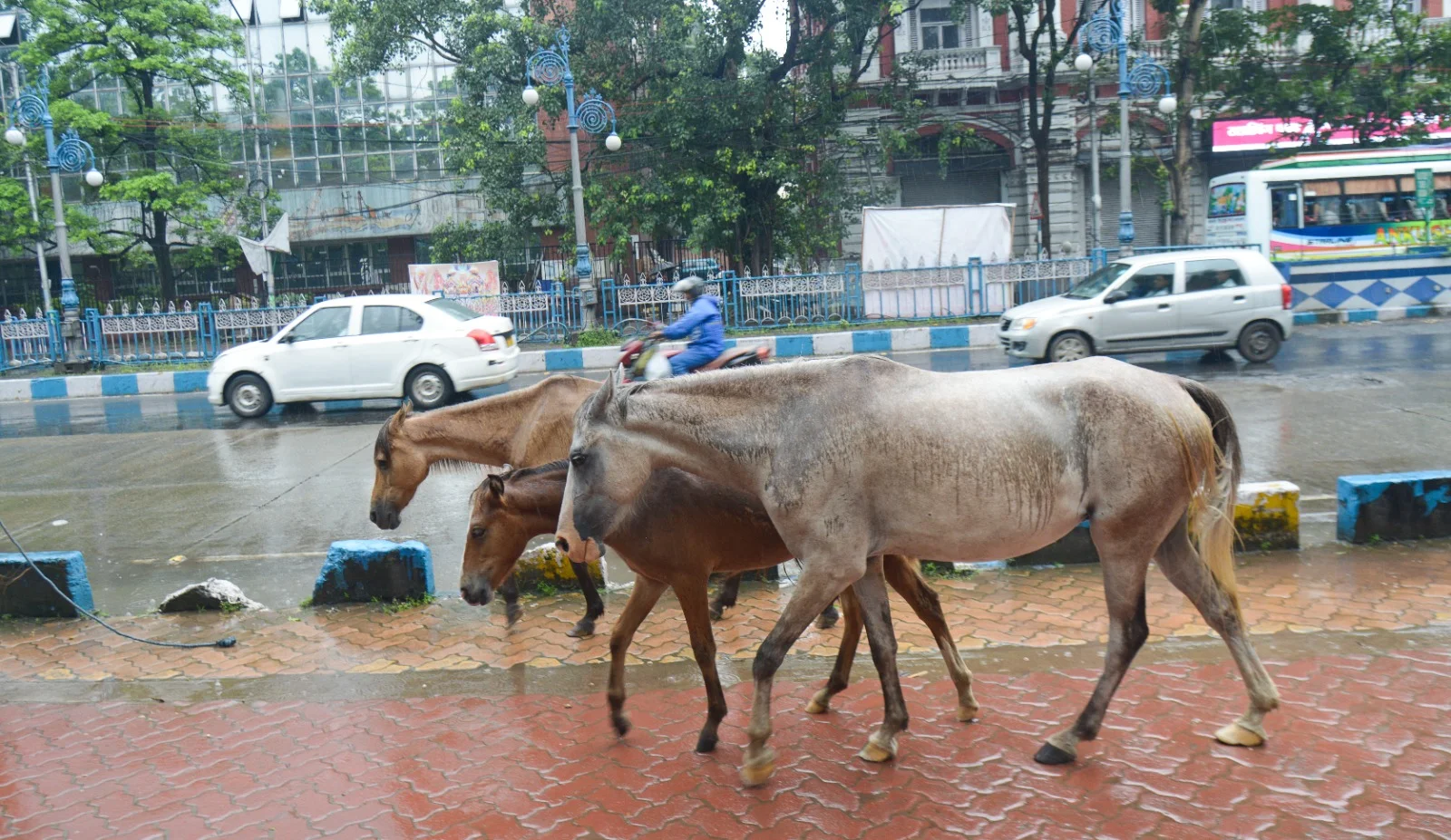 যারা বৃষ্টিতে ভিজেছিল........
