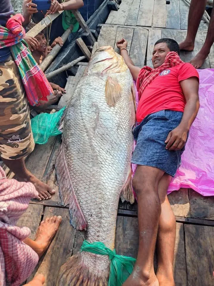 দৈত্যাকার ‘তেলে ভোলা’ ঘিরে সোশ্যাল মিডিয়ায় হইচই! ভাইরাল ছবির আসল রহস্য ফাঁস