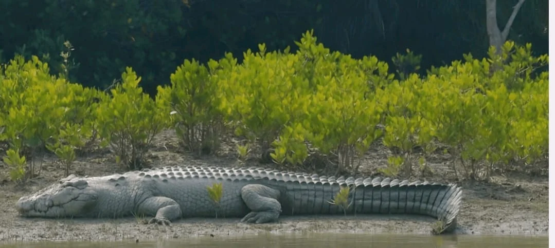 সুন্দরবনের নদীতে বাড়ছে কুমিরের সংখ্যা