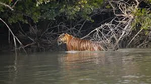 দ্বিতীয় বৃহত্তম টাইগার রিজার্ভের মর্যাদায় সুন্দরবন