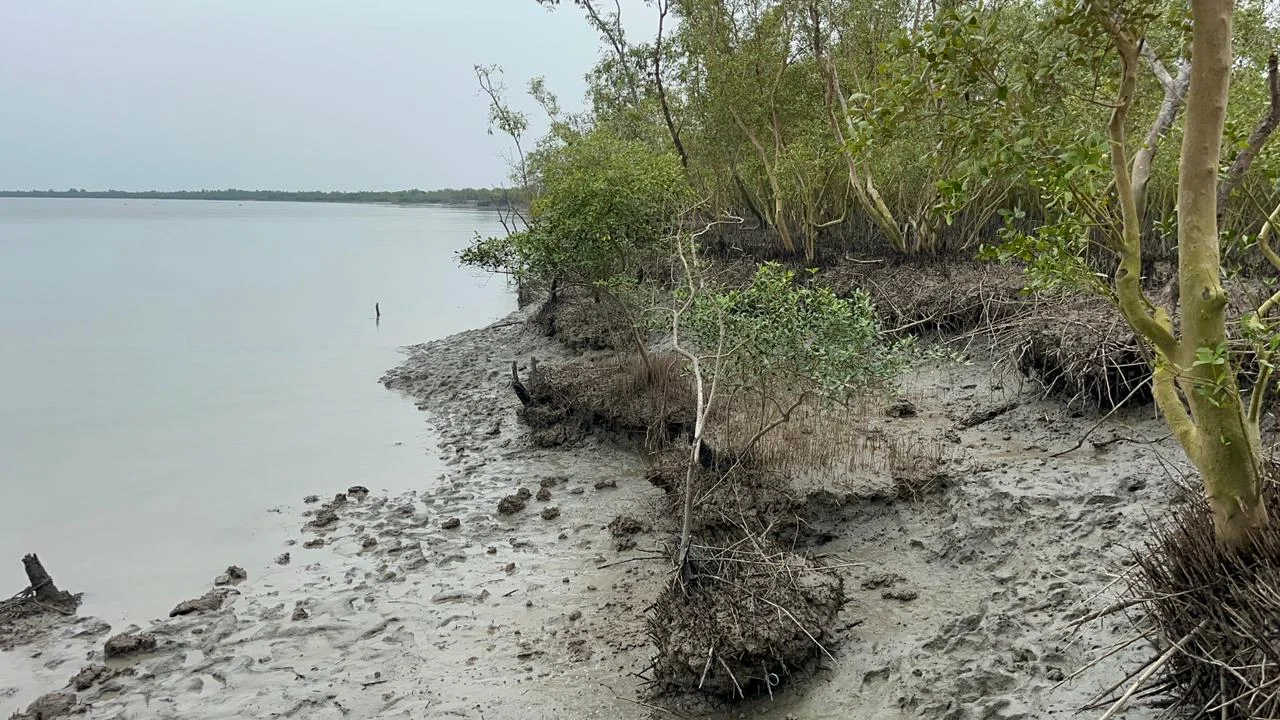 বিশ্বের বদ্বীপ সুন্দরবনের ভূমিক্ষয়
