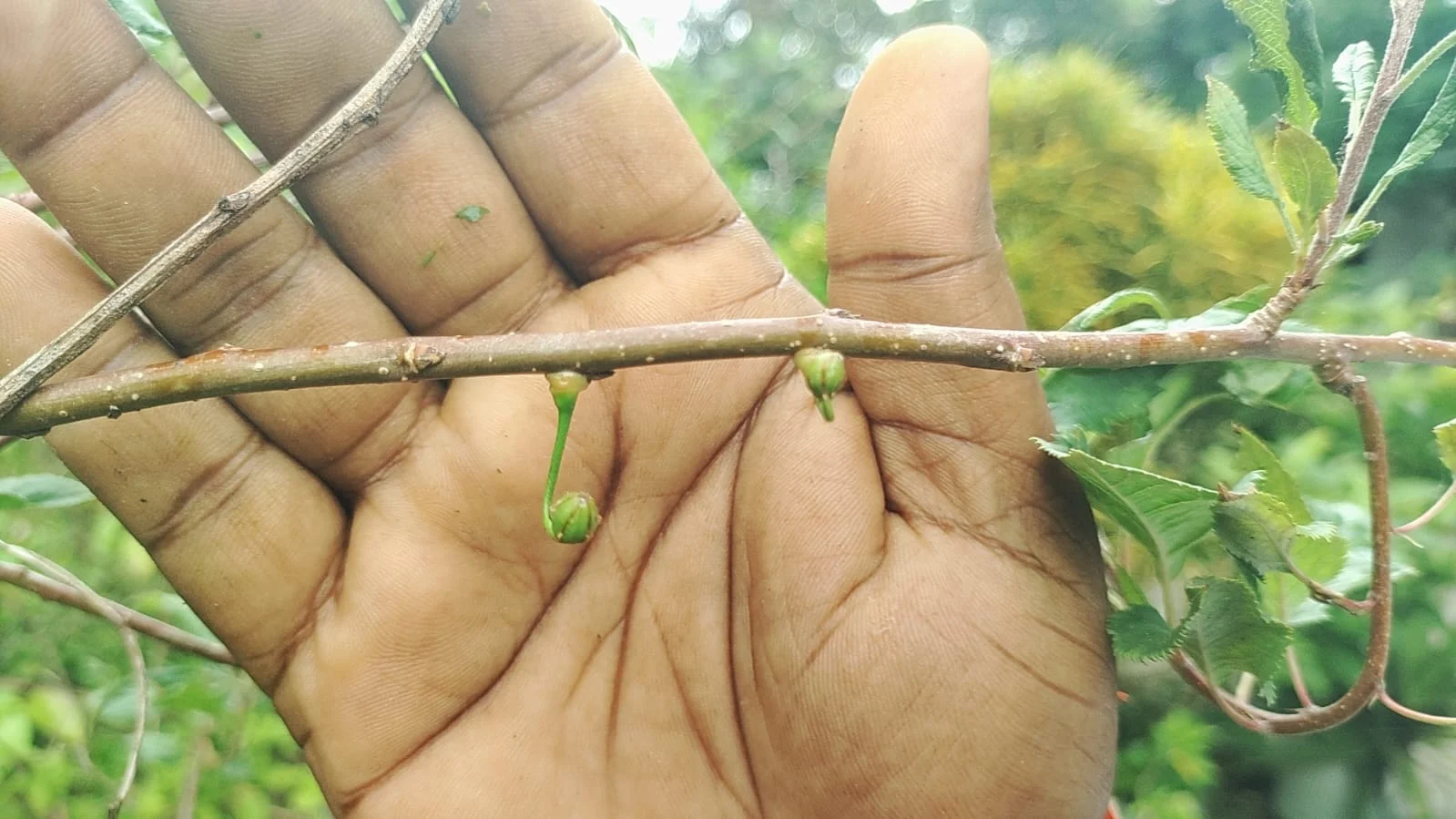 সুন্দরবনের মাটিতে আপেল গাছ