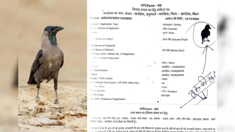 'ডগবাবুর পর কাউয়া', বিহারে আবাসিক শংসাপত্র পেতে আবেদন কাকের