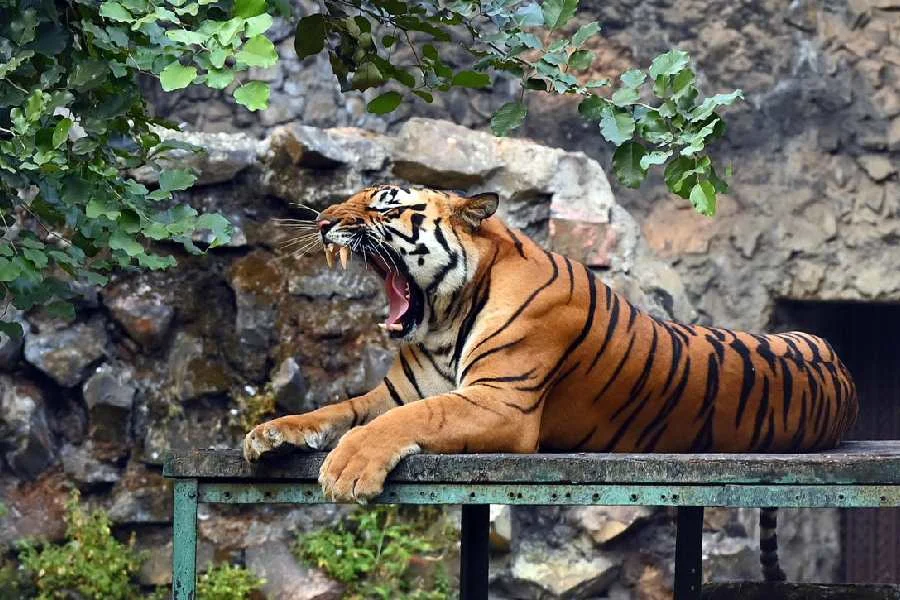 ২৪ ঘণ্টায় পরপর ২ বাঘিনীর মৃত্যুতে Alipore Zoo-তে আতঙ্ক