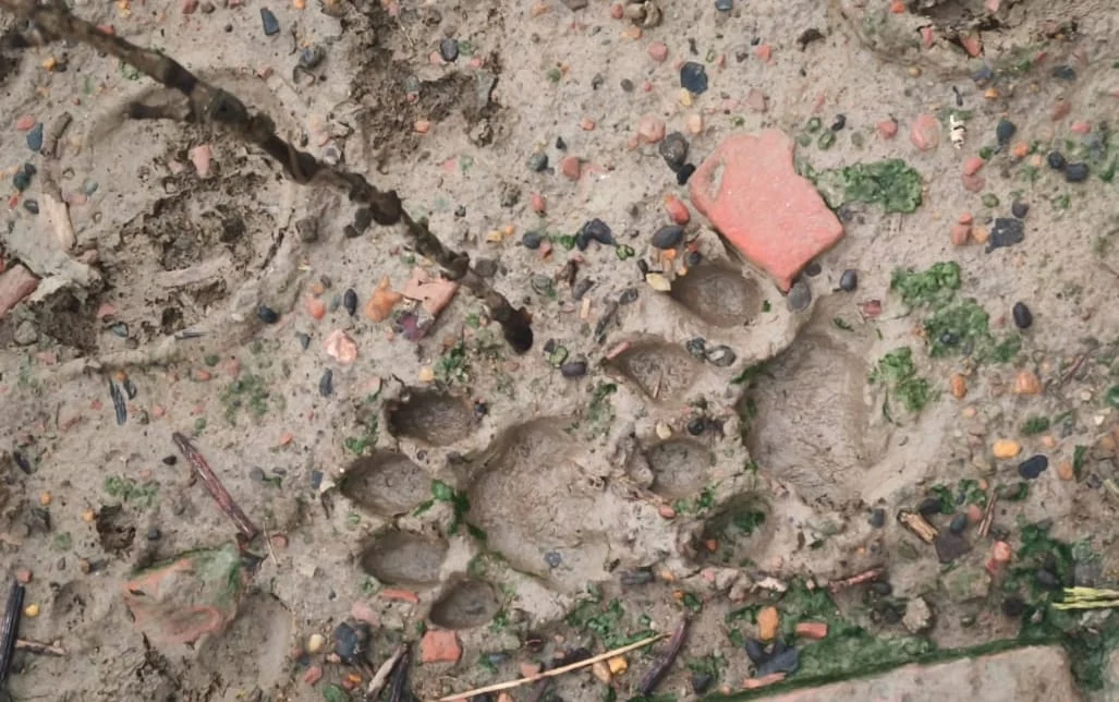 লোকালয়ে বাঘের পায়ের ছাপ, আতঙ্কিত এলাকার মানুষ