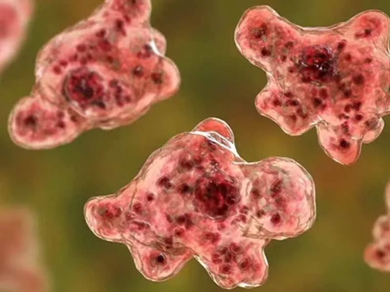 কেরালায় বিরল মস্তিষ্ক সংক্রমণে ১৯ জনের মৃত্যু, আক্রান্ত ৬৯