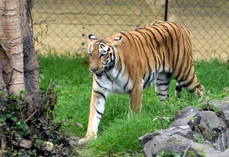 ২৪ ঘণ্টায় পরপর ২ বাঘিনীর মৃত্যুতে Alipore Zoo-তে আতঙ্ক