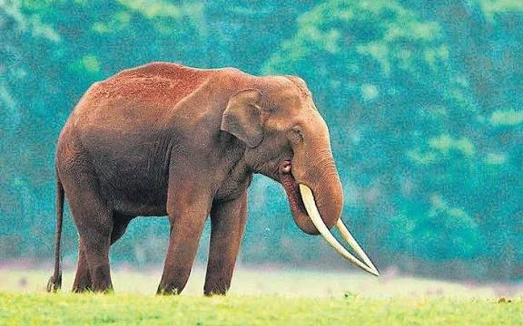 বুনো হাতির তাণ্ডবে ২২ জনের প্রাণহানি, ঝাড়খণ্ডে জারি হল 'হাতির জরুরি অবস্থা'