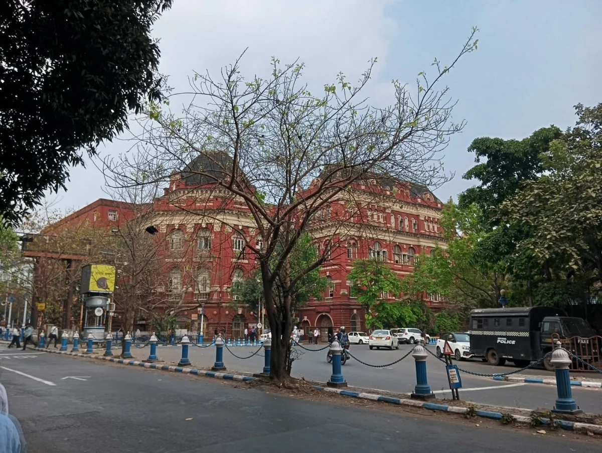 বসন্তে পাতা ঝরে যাওয়ার পর নতুন পাতা গজাচ্ছে