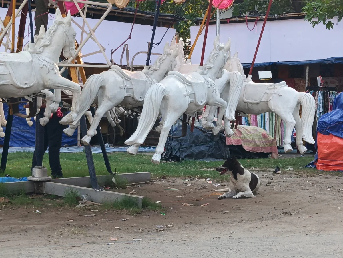 আসল কুকুর নকল ঘোড়া গরমে ক্লান্ত সারমেয় পাকসারকাস ময়দানের মেলায়