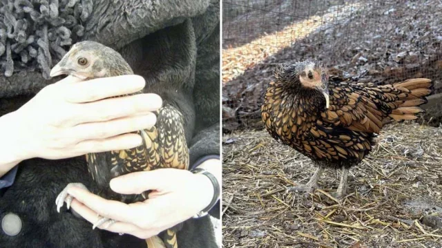 গিনেস রেকর্ডে গার্টি, বিশ্বের সবচেয়ে বেশি বয়সী জীবিত মুরগি