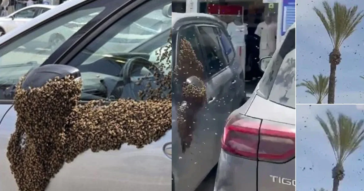 ইসরাইলে মৌমাছির ঝাঁকে নতুন আতঙ্ক