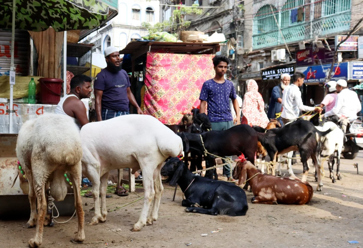 কোরবানি উপলক্ষে নাখোদা মসজিদের কাছে জাকারিয়া স্ট্রিটে বসেছে দুম্বা ও ছাগলের হাট