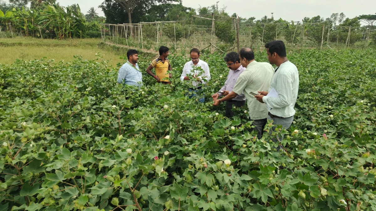 সুন্দরবনে তুলো চাষে বিপ্লব! পোকার উপদ্রব রুখতে পরিদর্শনে  কেন্দ্র-রাজ্যের কৃষি বিশেষজ্ঞরা 