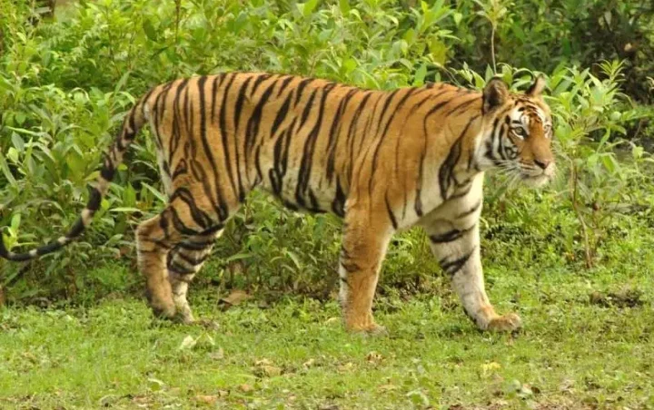 বক্সার জঙ্গলে আবার শোনা যাবে বাঘের গর্জন, অসম ও বিহার থেকে আনার পরিকল্পনা