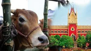 কুরবানির ঈদে ছাড় চেয়ে মামলাঃ রাজ্যের বিজ্ঞপ্তিতে স্থগিতাদেশ দিল না হাইকোর্ট 
