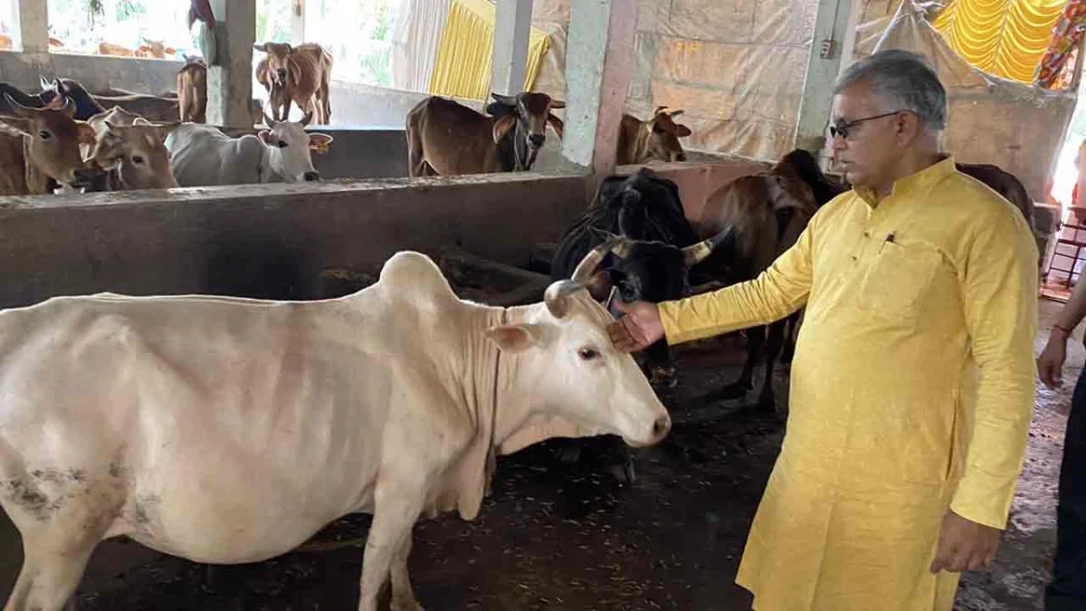 "গরুর গায়ে হাত বোলালে কমে রক্তচাপ" গোমাতা নিয়ে ফের মন্তব্য দিলীপের